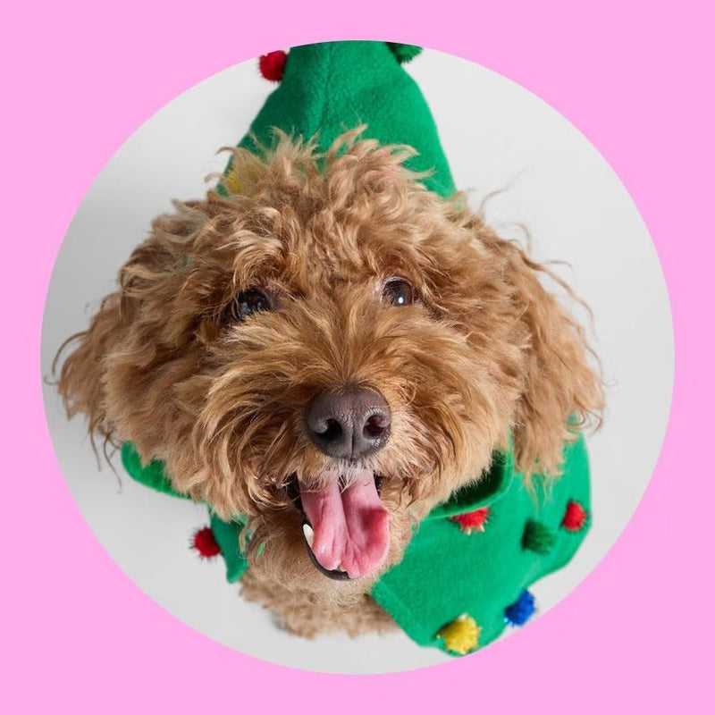 Dog Products Online – Dog Food, Treats, Accessories & Supplies