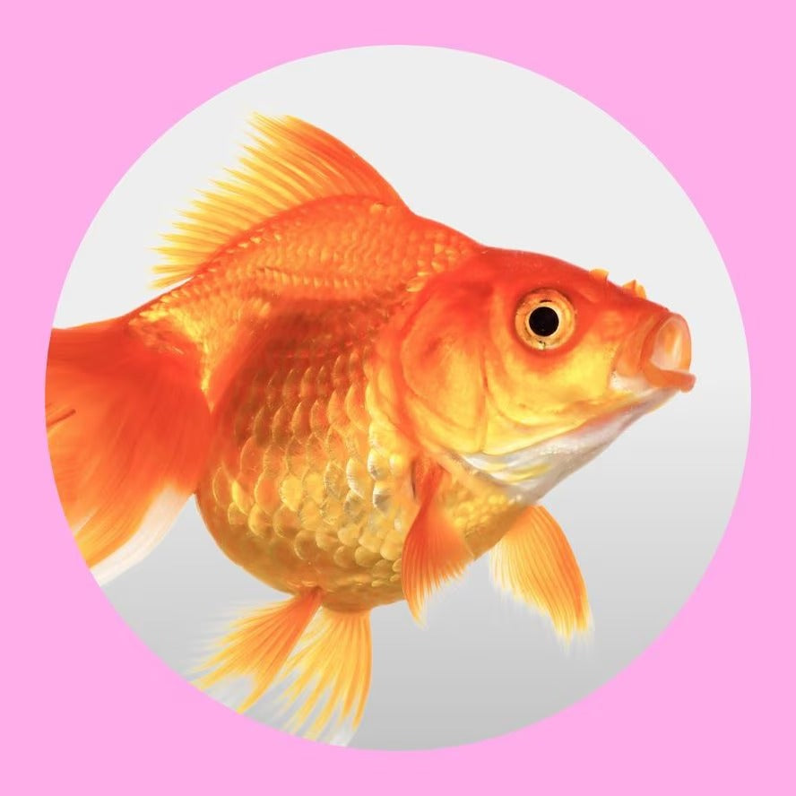 Fish Supplies Online – Fish Food, Aquariums & Aquarium Accessories