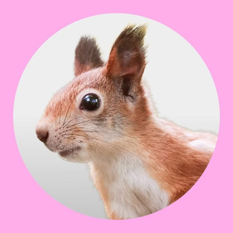 Rabbit Supplies Online – Rabbit Food, Hay, Cages & Accessories