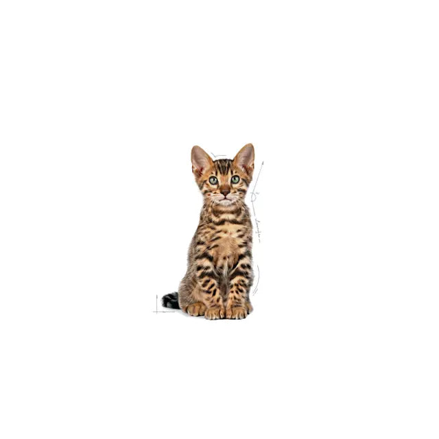 Royal Canin Sterilised Kitten Dry Cat Food for Healthy Growth