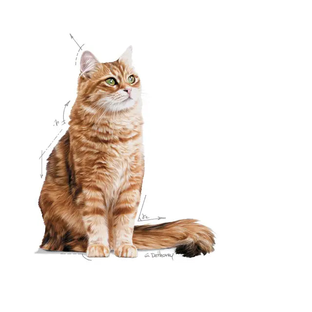 Royal Canin Digestive Care Cat Food
