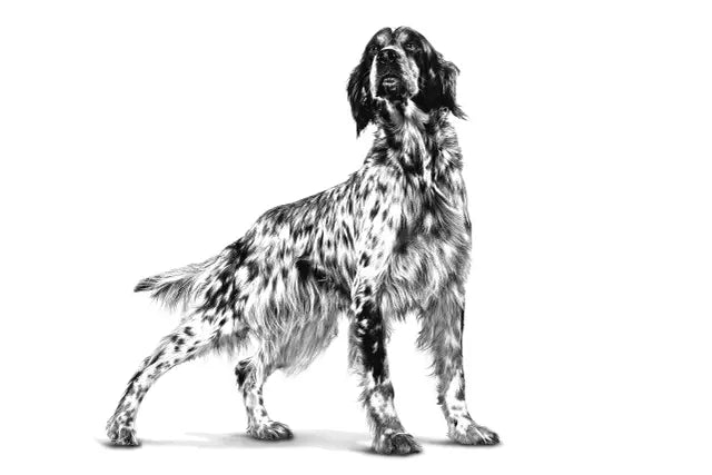 Royal Canin Veterinary Anallergenic Dry Dog Food for Food Allergies