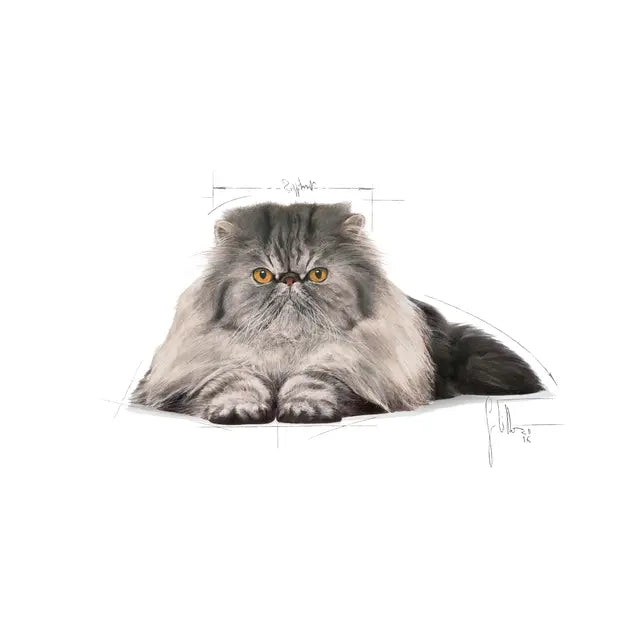 Royal Canin Persian Adult Dry Cat Food for Persian Cats