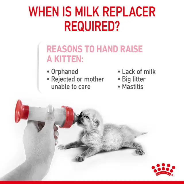 Royal Canin Babycat Milk 300g with Feeder Kit | Pets Grocery Store