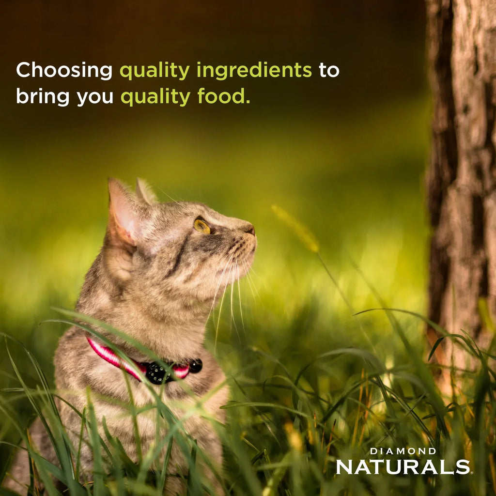 High protein Taste of the Wild cat food