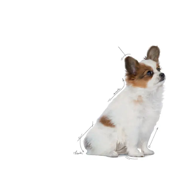 Royal Canin X-Small Puppy Dry Dog Food for Very Small Breed Puppies