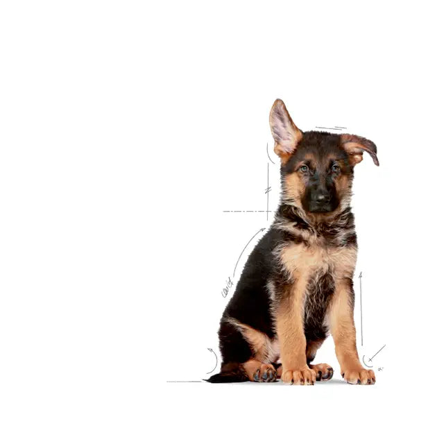 Royal Canin Maxi Puppy Dry Dog Food for Large Breed Puppies