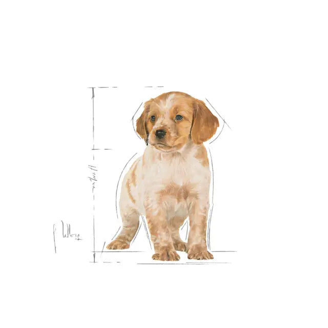Royal Canin Medium Puppy Dry Dog Food for Medium Breed Puppies