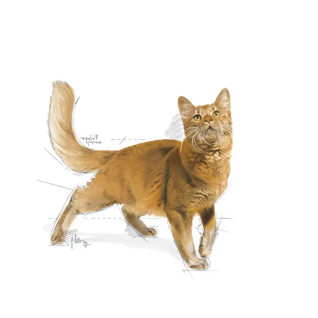 Royal Canin Regular Fit 32 Dry Cat Food for Adult Cats