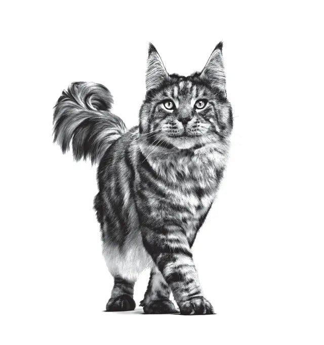 Royal Canin Anallergenic Cat Food