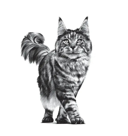 Gastrointestinal Adult Dry Cat Food for Sensitive Digestion
