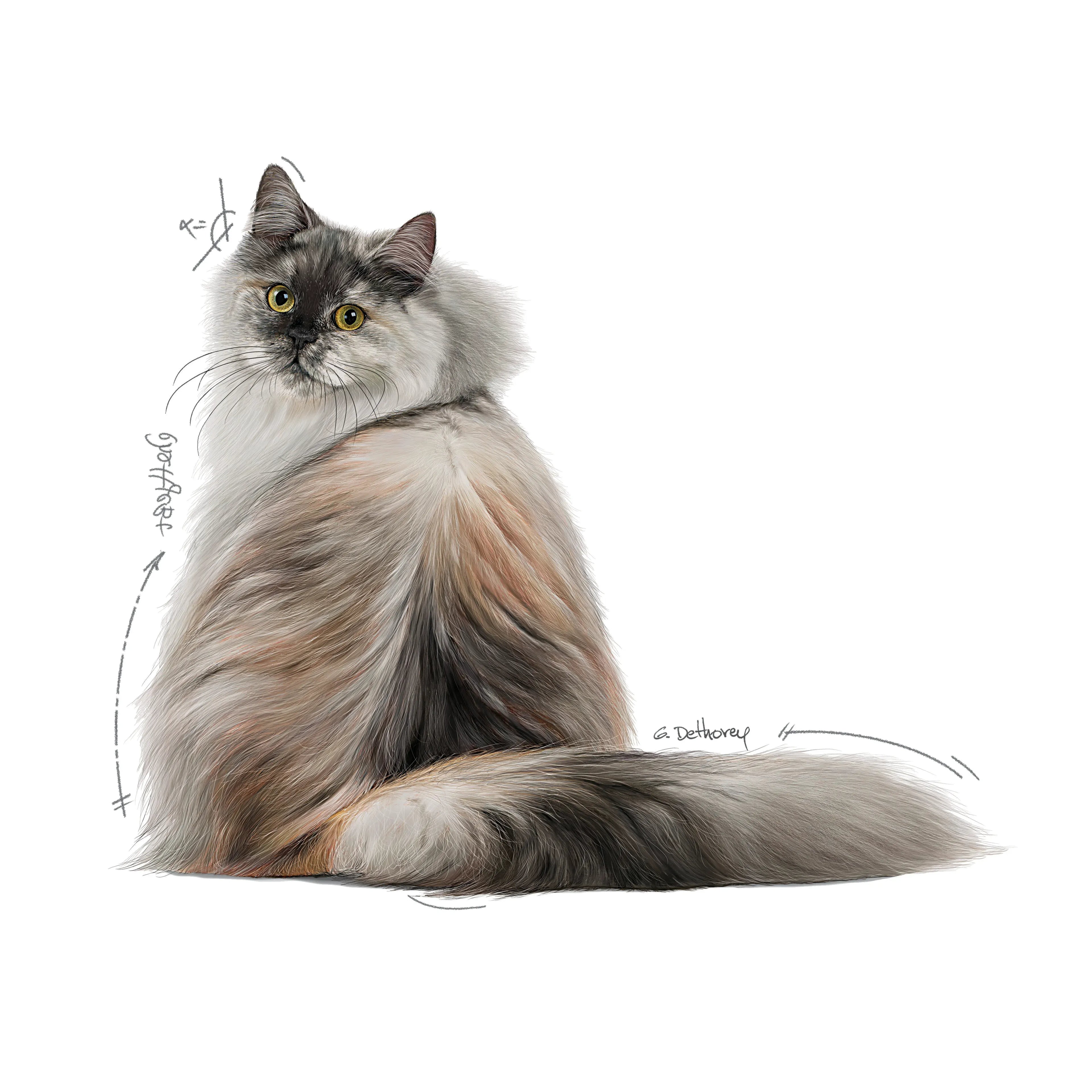 Royal Canin Hair and Skin Care Dry Cat Food for Healthy Coat