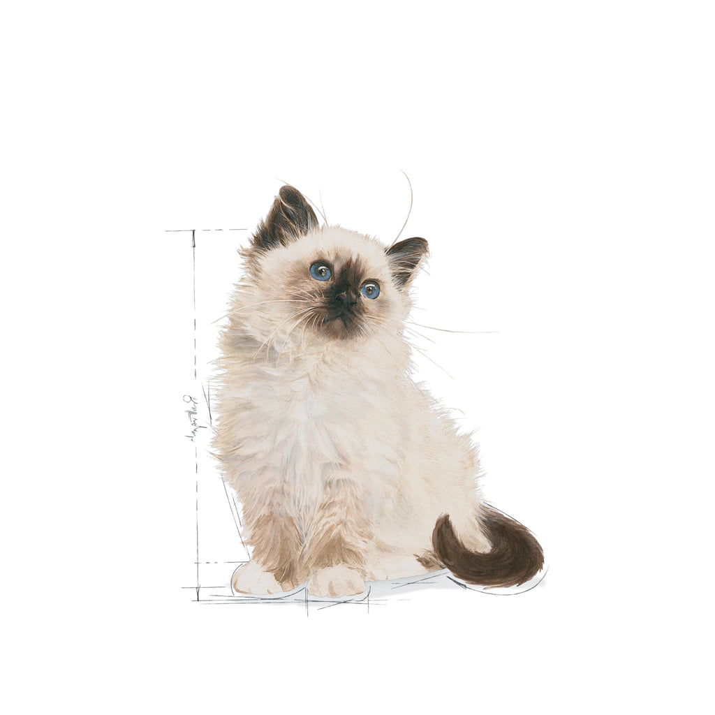 Royal Canin Kitten Jelly Wet Food for Healthy Growth