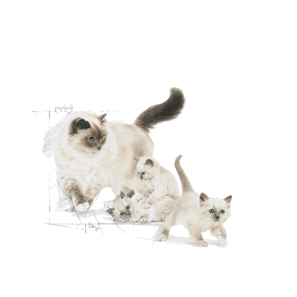 Royal Canin Mother & Babycat Dry Cat Food