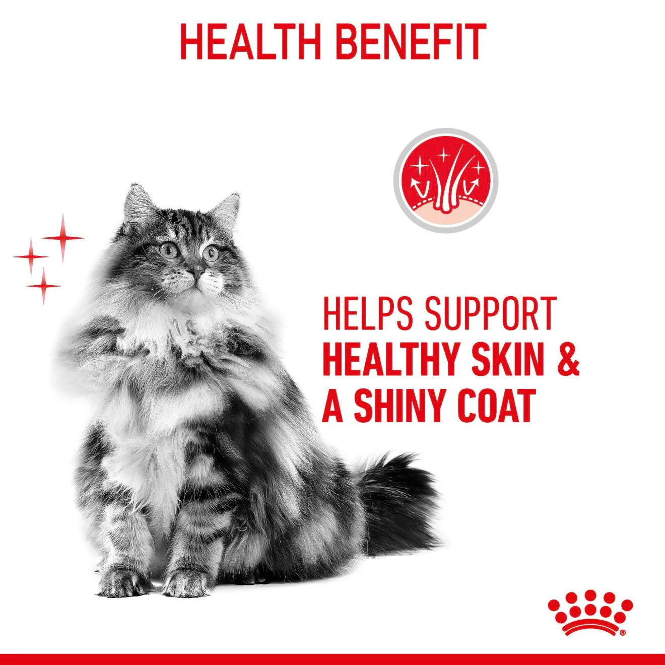 Royal Canin Hair and Skin Care Dry Cat Food for Healthy Coat
