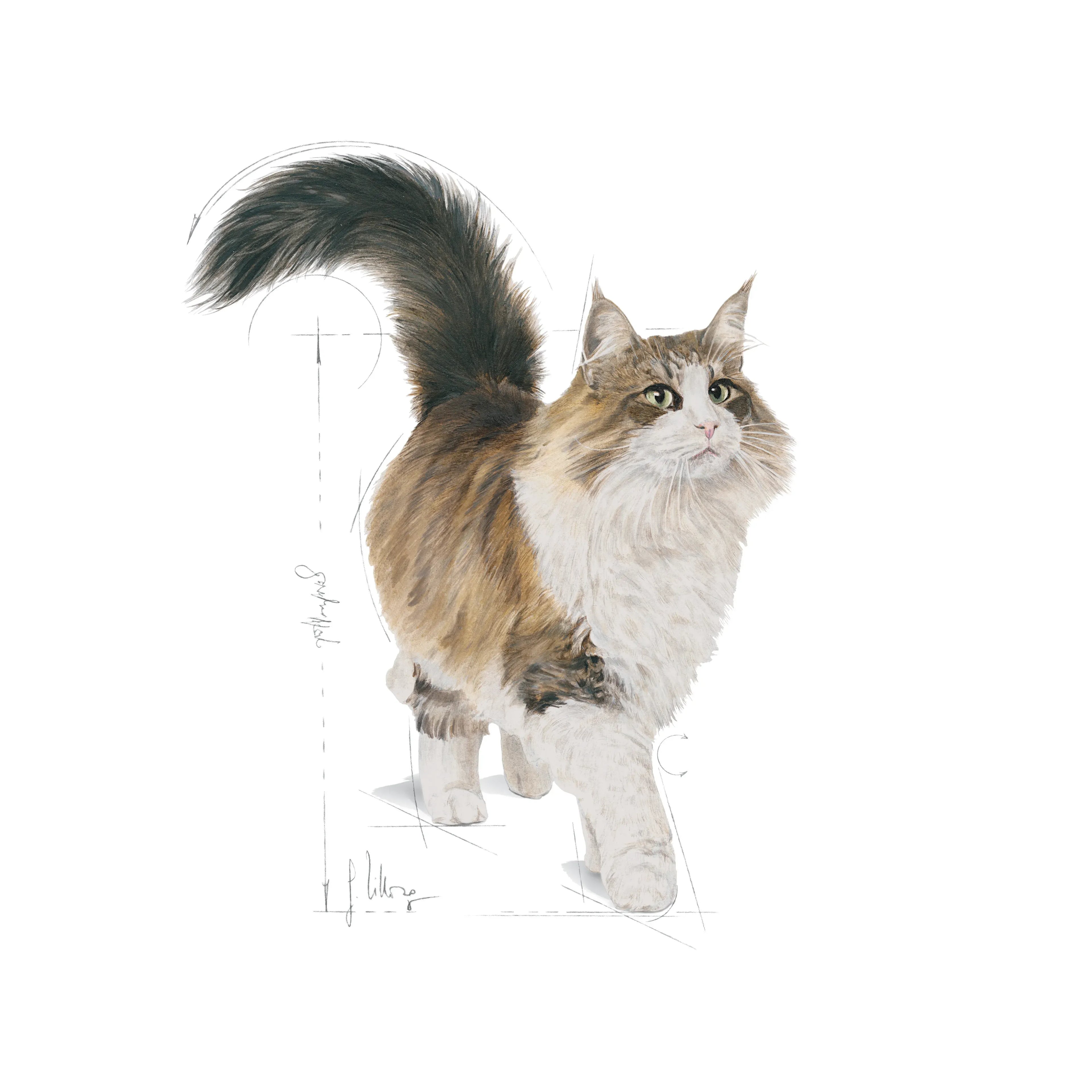 Royal Canin Instinctive Adult in Jelly Wet Cat Food