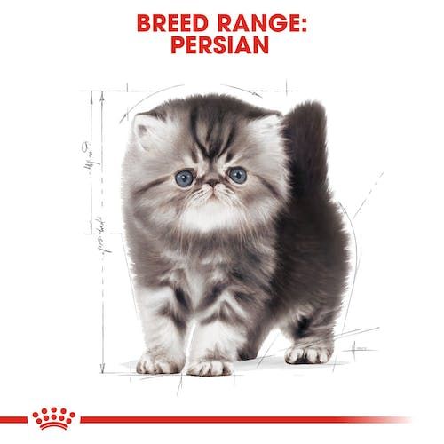 Royal Canin Persian Kitten Dry Cat Food for Persian Kittens