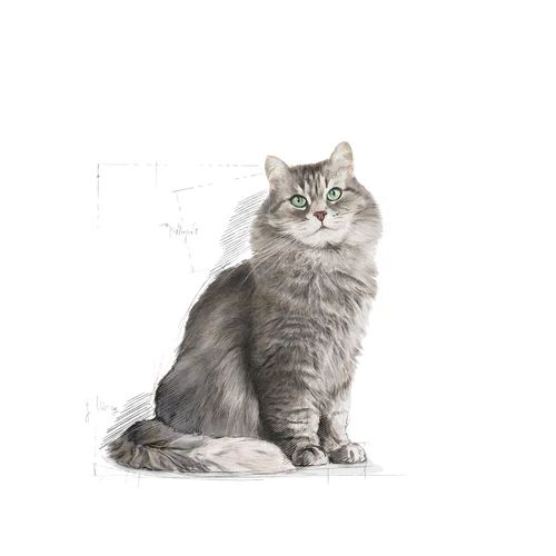 Royal Canin Sensible Dry Cat Food for Sensitive Digestion