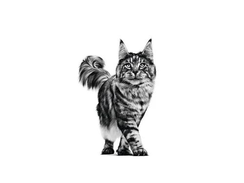 Royal Canin Veterinary Urinary S/O Dry Cat Food for Urinary Tract Health